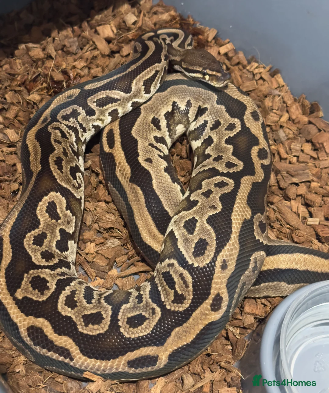 Python Snake reptiles for sale: Beautiful Royal Pythons for sale  - Advert 2