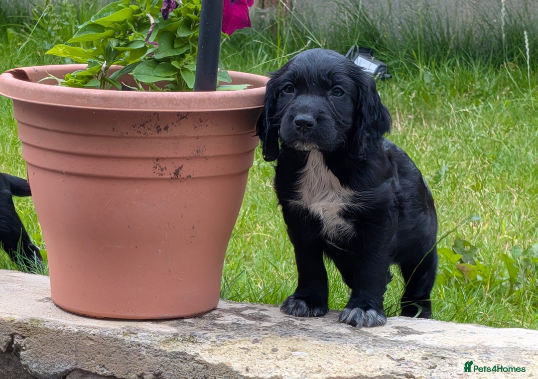 Cocker Spaniel dogs for sale: Beautiful cocker spaniel puppies  - Image 5