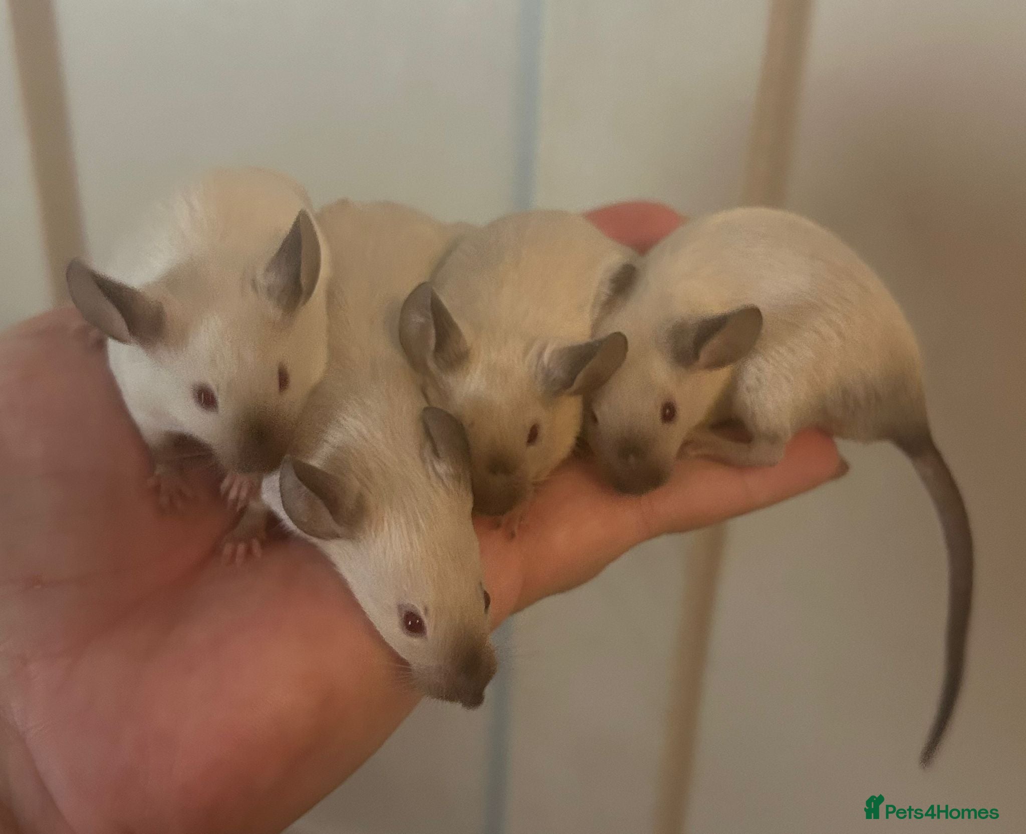 Mouse rodents Siamese baby mice - Advert 1