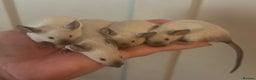 Mouse rodents for sale: Siamese baby mice - Advert 1