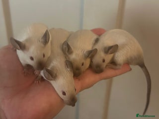 Mouse rodents Siamese baby mice - Advert 1