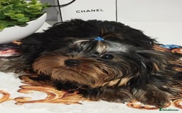 Yorkshire Terrier dogs for sale: 💝💝💝Both sides many champions 💝💝💝 in Leeds - Image 24