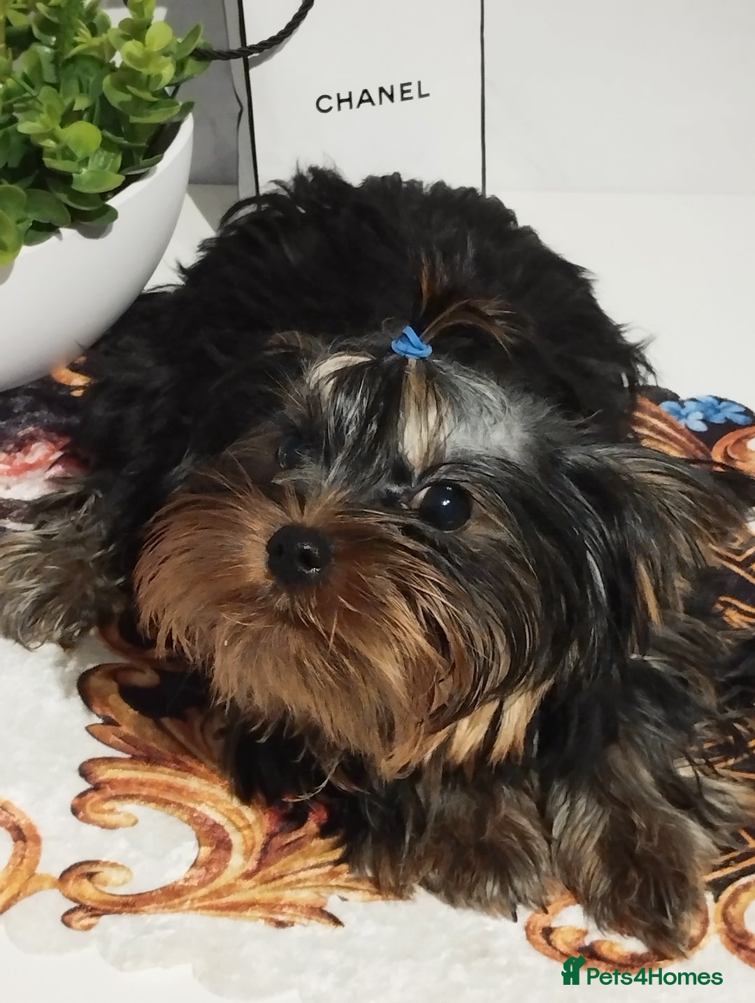 Yorkshire Terrier dogs for sale: 💝💝💝Both sides many champions 💝💝💝 in Leeds - Image 24