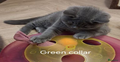 British Shorthair cats - Advert 14