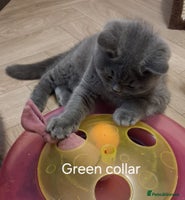 British Shorthair cats - Advert 2