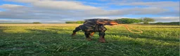 Dobermann dogs for stud: 💥 Proven Stud Available – Cerberus 💥 in Swansea - Advert 5