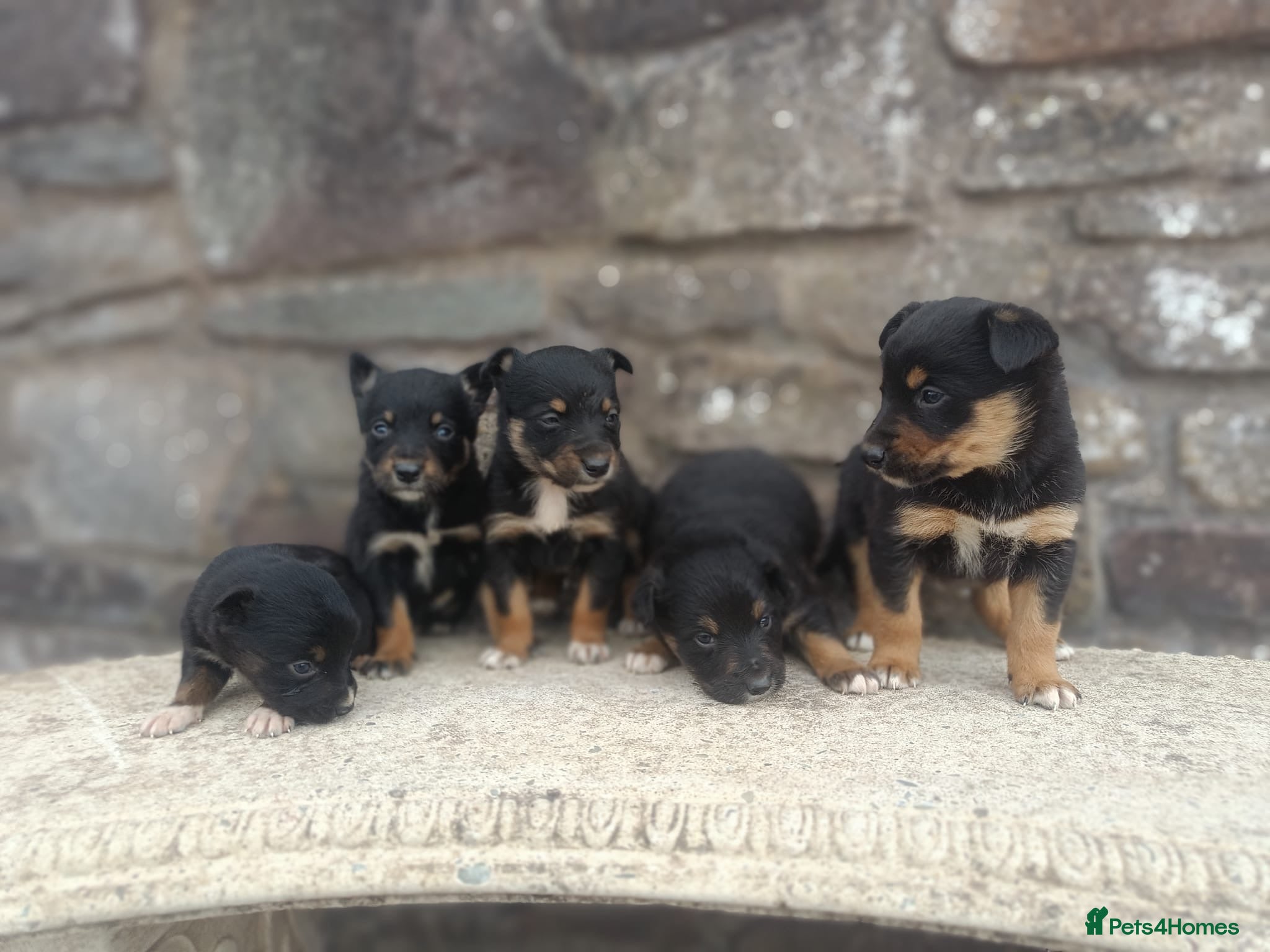 Mixed Breed dogs Kelpie X Collie Pups for Sale - Advert 1