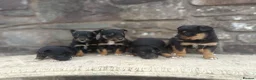 Mixed Breed dogs for sale: Kelpie X Collie Pups for Sale - Advert 1