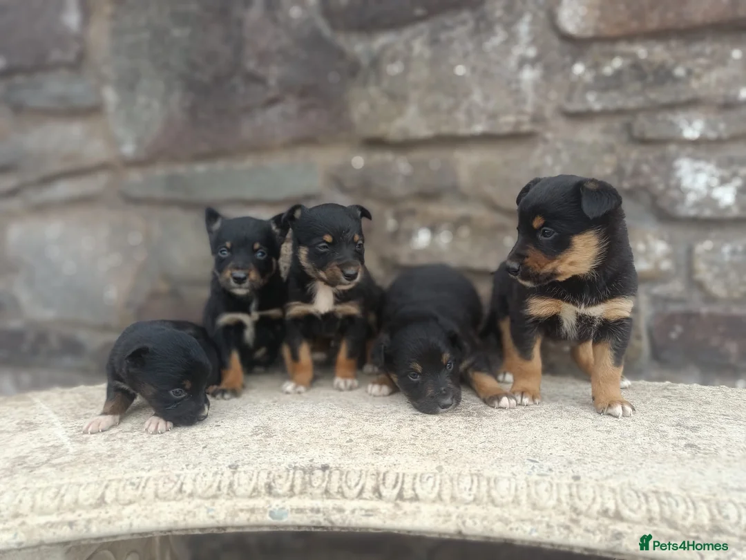 Mixed Breed dogs for sale: Kelpie X Collie Pups for Sale - Advert 1