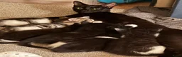 Mixed Breed cats for sale: Friendly kittens ready for homes  - Advert 7