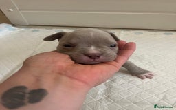 American Bull Staffy dogs for sale: 10 pocket bully - Advert 19