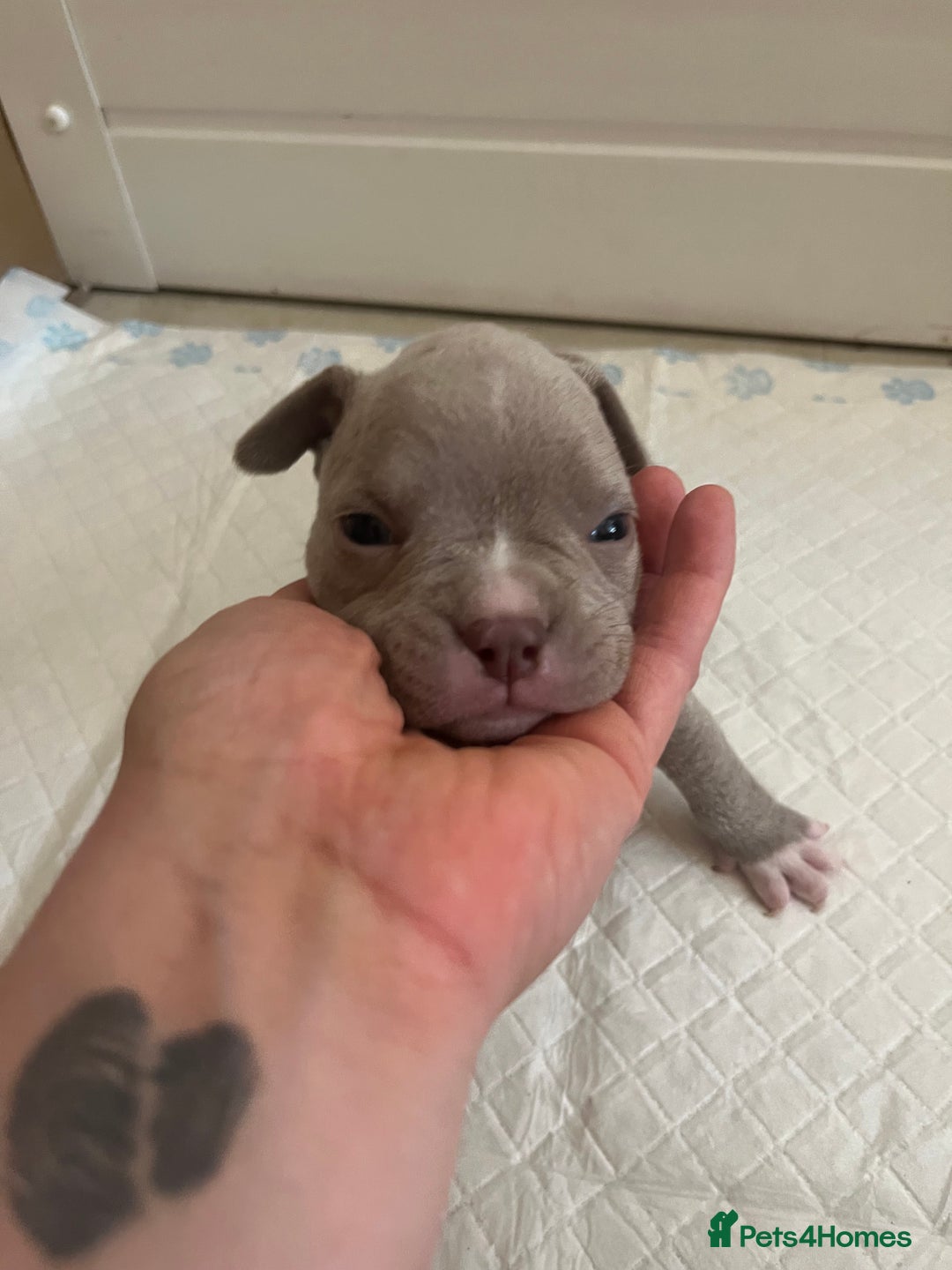 American Bull Staffy dogs for sale: 10 pocket bully - Advert 19