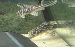 Plecos fish for sale: L333 Gurupa Rare! 9 adults.  - Image 18