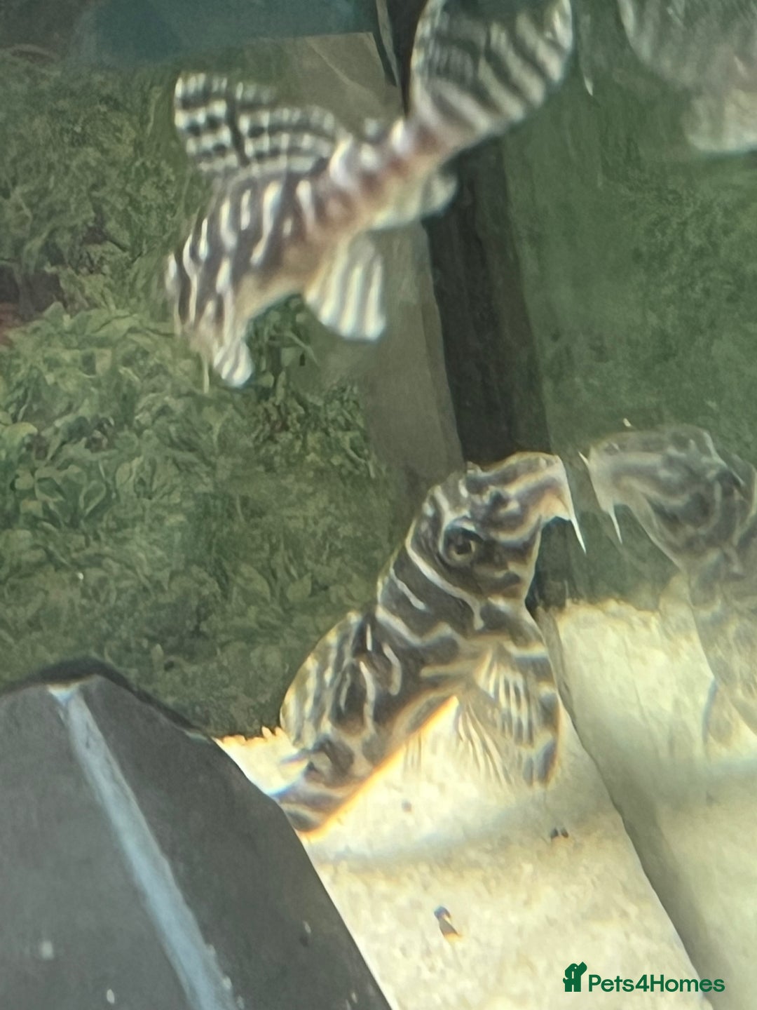 Plecos fish for sale: L333 Gurupa Rare! 9 adults.  - Image 18