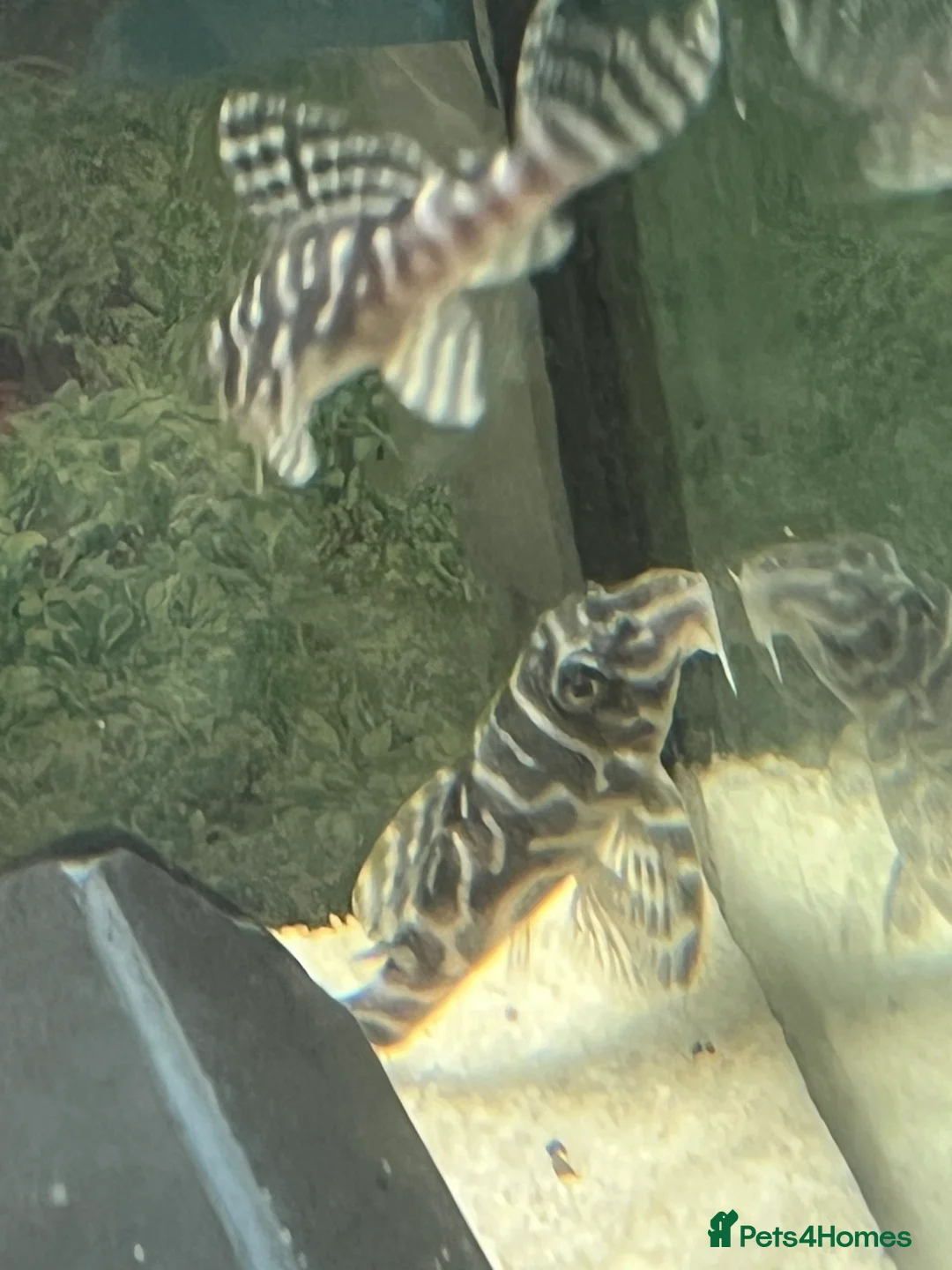 Plecos fish for sale: L333 Gurupa Rare! 9 adults. Pairs also available.  - Advert 18