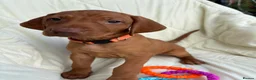 Hungarian Vizsla dogs for sale: 8 Five week old KC Reg Vizsla Puppies for sale - Advert 6