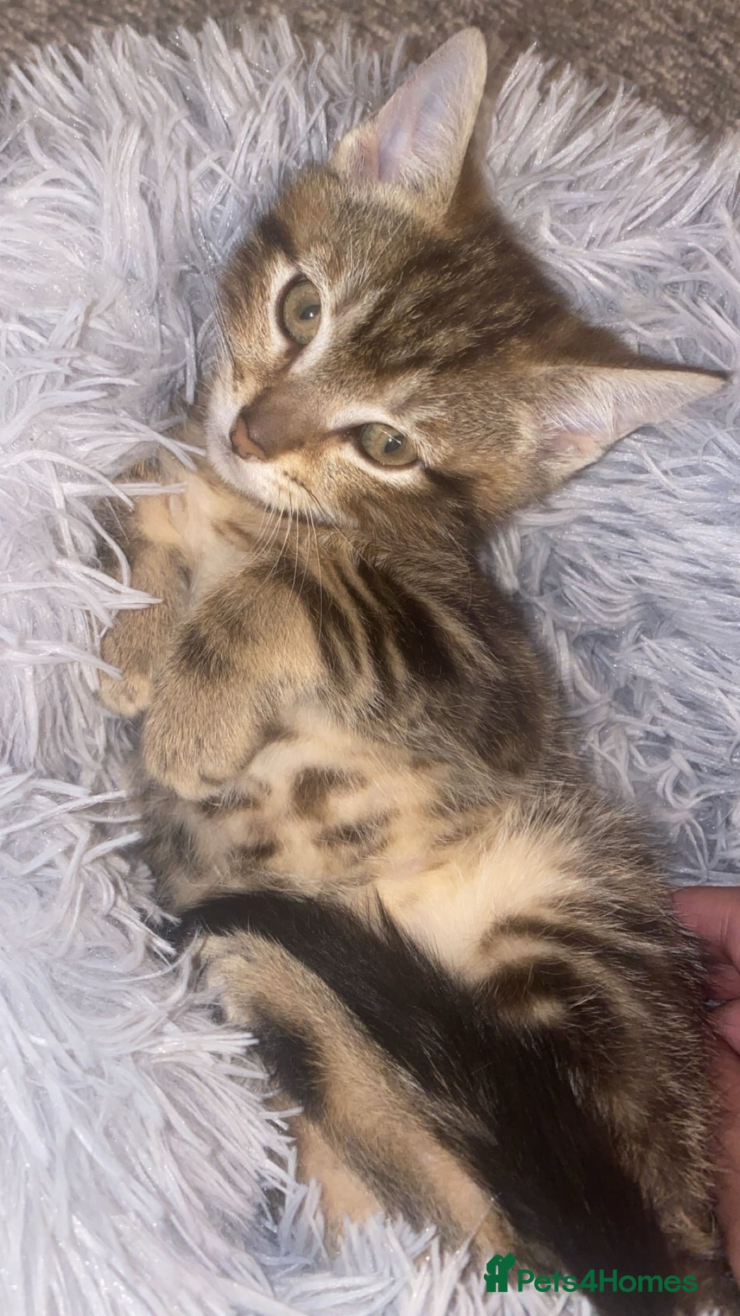 Mixed Breed cats for sale: Cute brown kitten - Advert 3