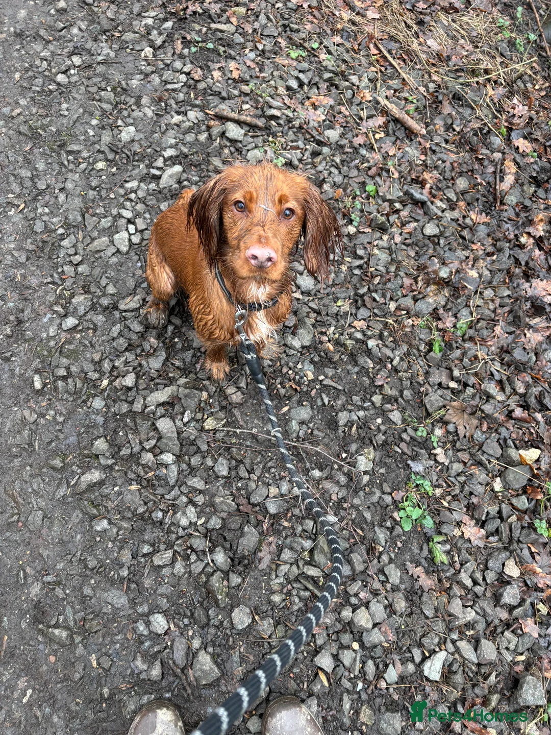 Cocker Spaniel dogs for sale: Male Cocker Spaniel - Advert 2