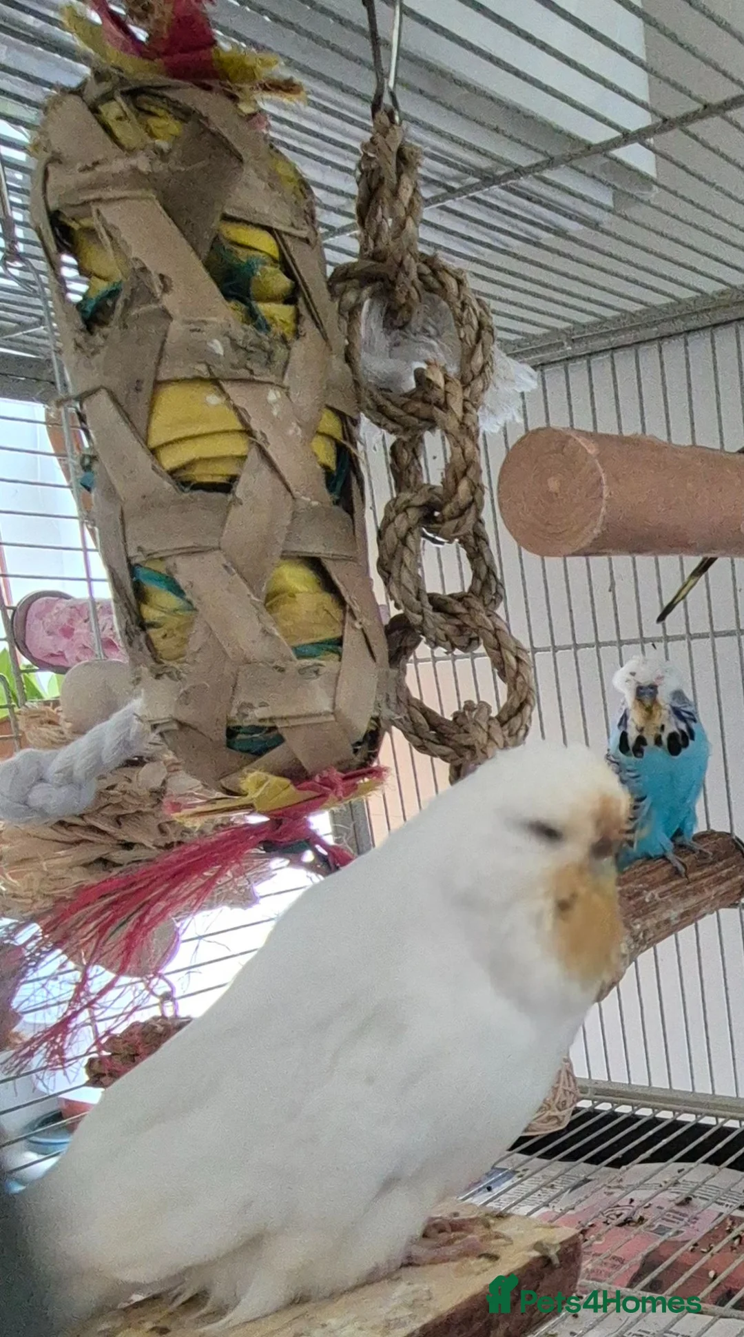 Budgerigars birds for sale: Adult Male & Female Exhibition Budgies - Advert 1