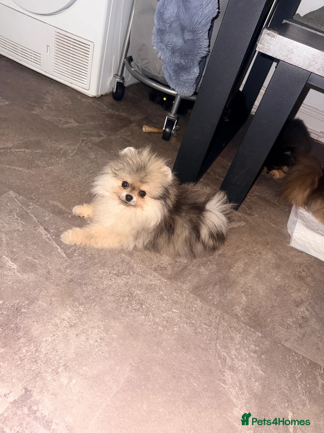 Pomeranian dogs for sale: Beautiful Pomeranians 🖤🤍 - Advert 16