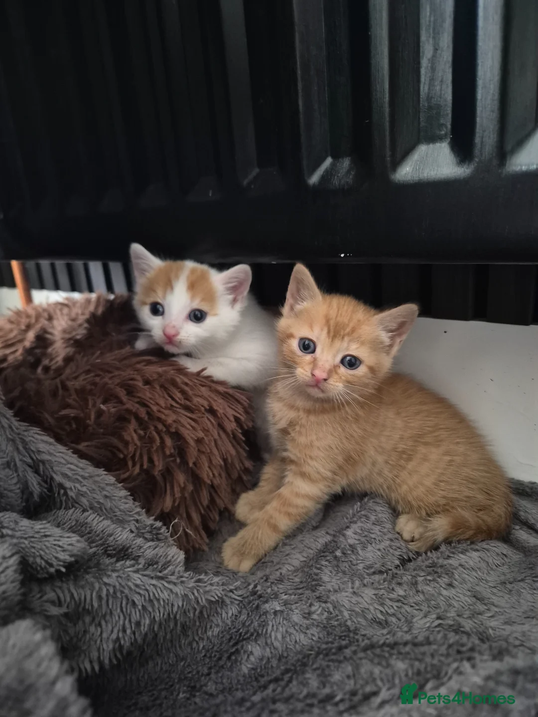 Mixed Breed cats for sale: Very Rare Female Ginger Kitten - Advert 2