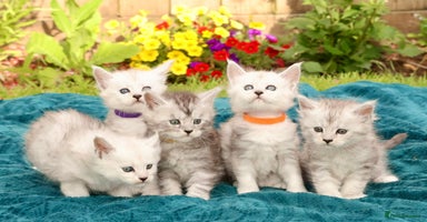 Maine Coon cats - Advert 9