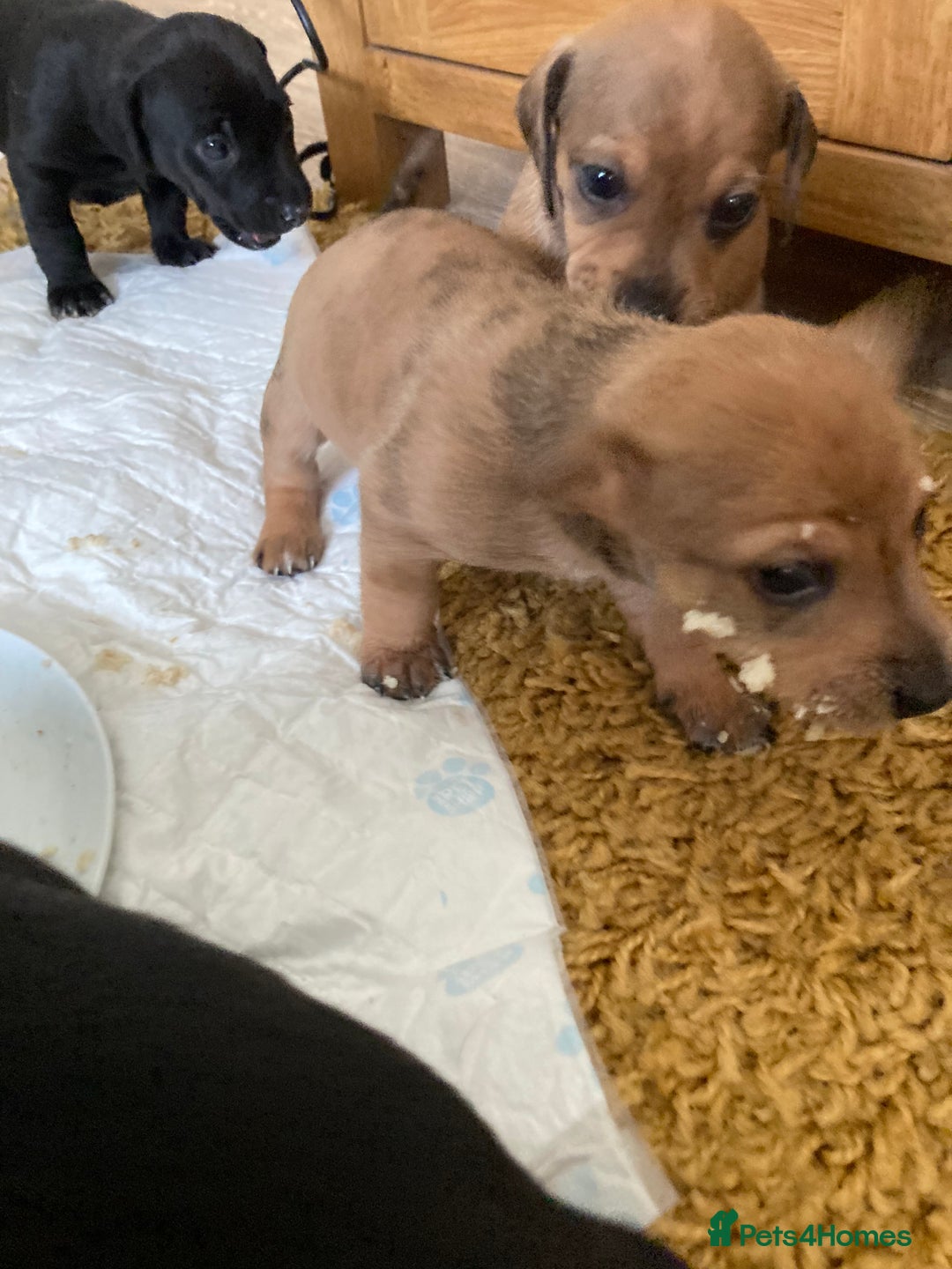Mixed Breed dogs for sale: Dachshund cross Patterdale - Image 22