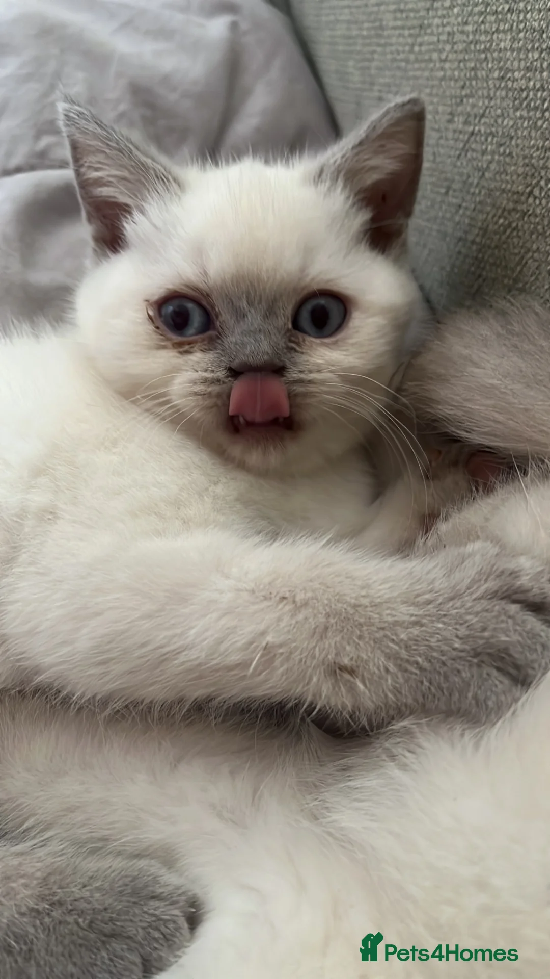 British Shorthair cats for sale: stunning final lilac point girl  - Advert 2