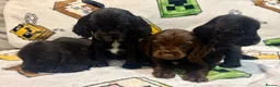 Cocker Spaniel dogs for sale: Showtime cocker spaniels - Advert 5