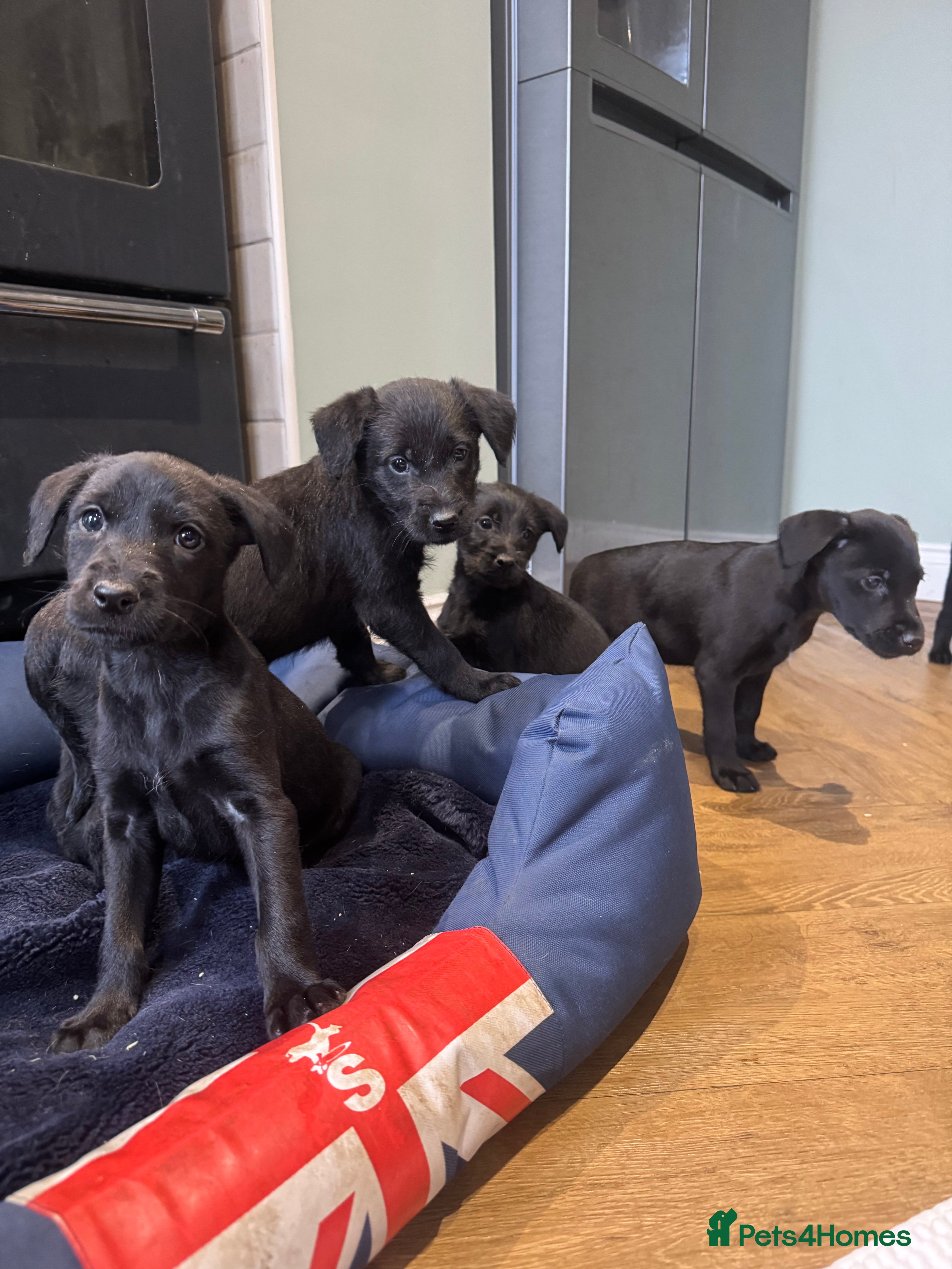 Mixed Breed dogs Labrador X lurcher  - Advert 2