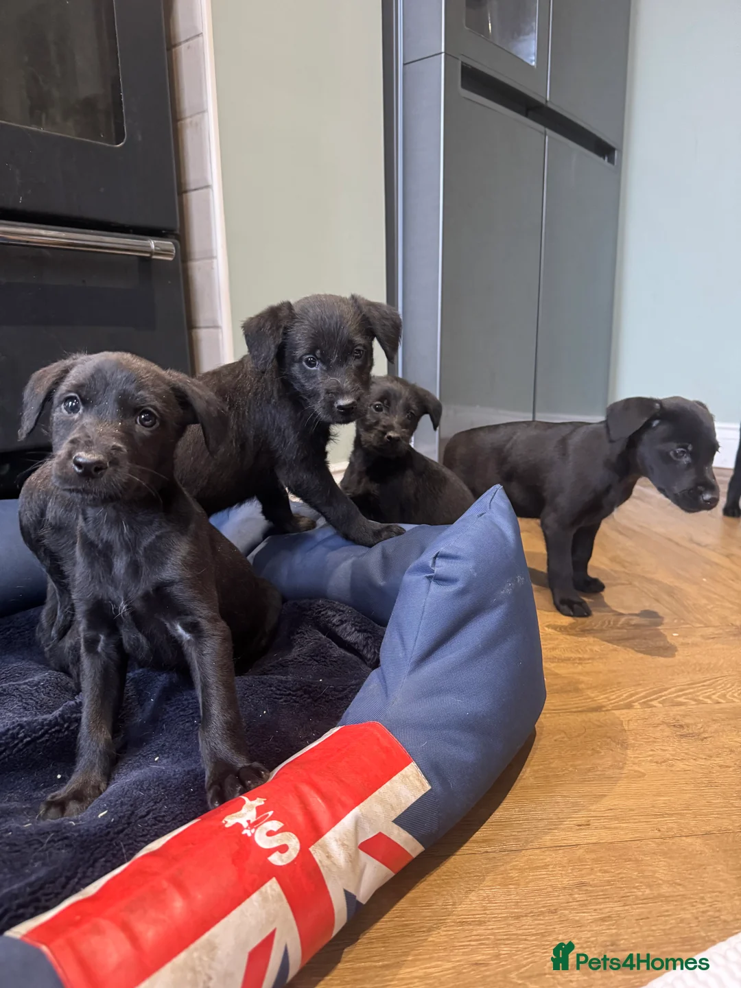 Mixed Breed dogs for sale: Labrador X lurcher  - Advert 1