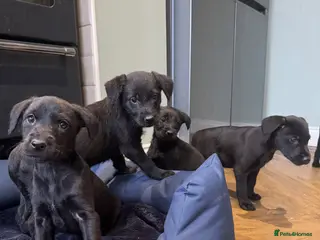 Mixed Breed dogs Labrador X lurcher - Advert 2