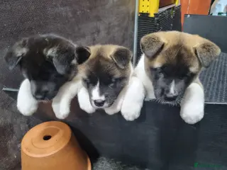 Akita dogs Pure breed American Akita puppies for sale - Advert 3