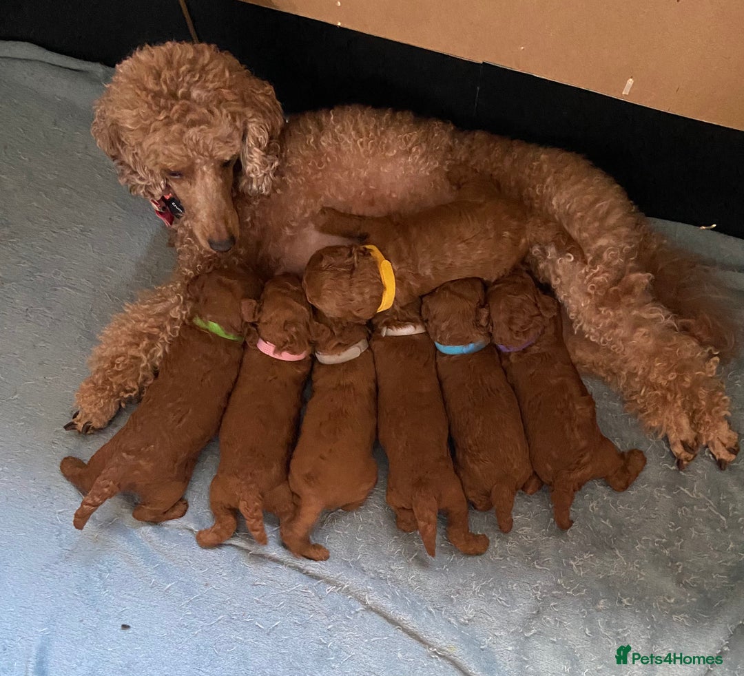 Toy Poodle dogs for sale: Beautiful Red Poodle Puppies - Image 3
