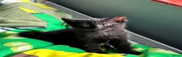 Domestic Shorthair cats for sale: Kittens for sale in Guildford - Advert 2