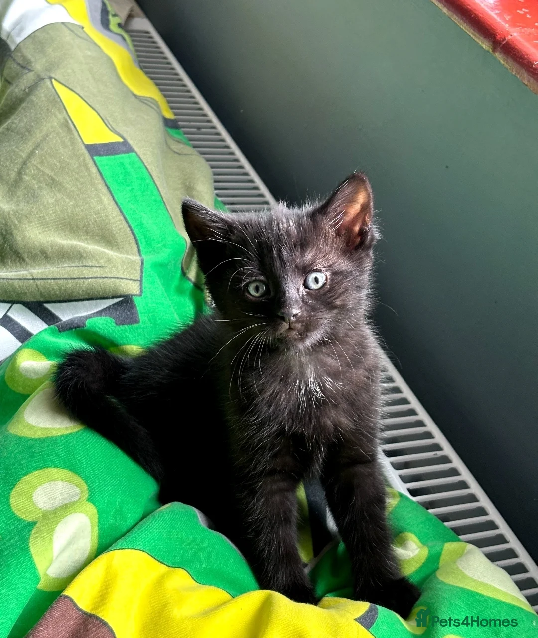 Domestic Shorthair cats for sale: Kittens for sale in Guildford - Advert 2