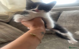 Ragdoll cats for sale: Beautiful fluffy kittens  - Image 1
