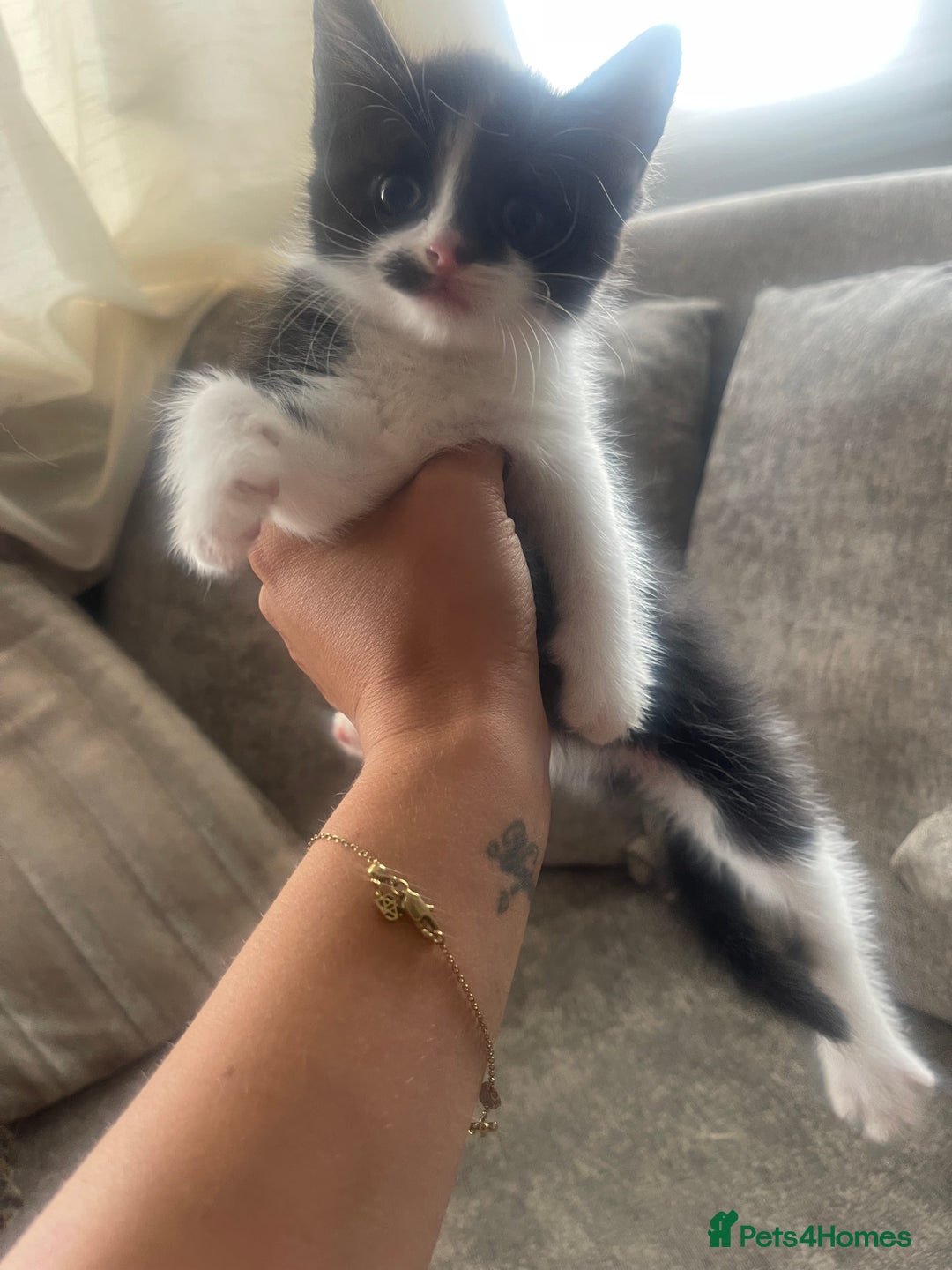 Ragdoll cats for sale: Beautiful fluffy kittens  - Image 1