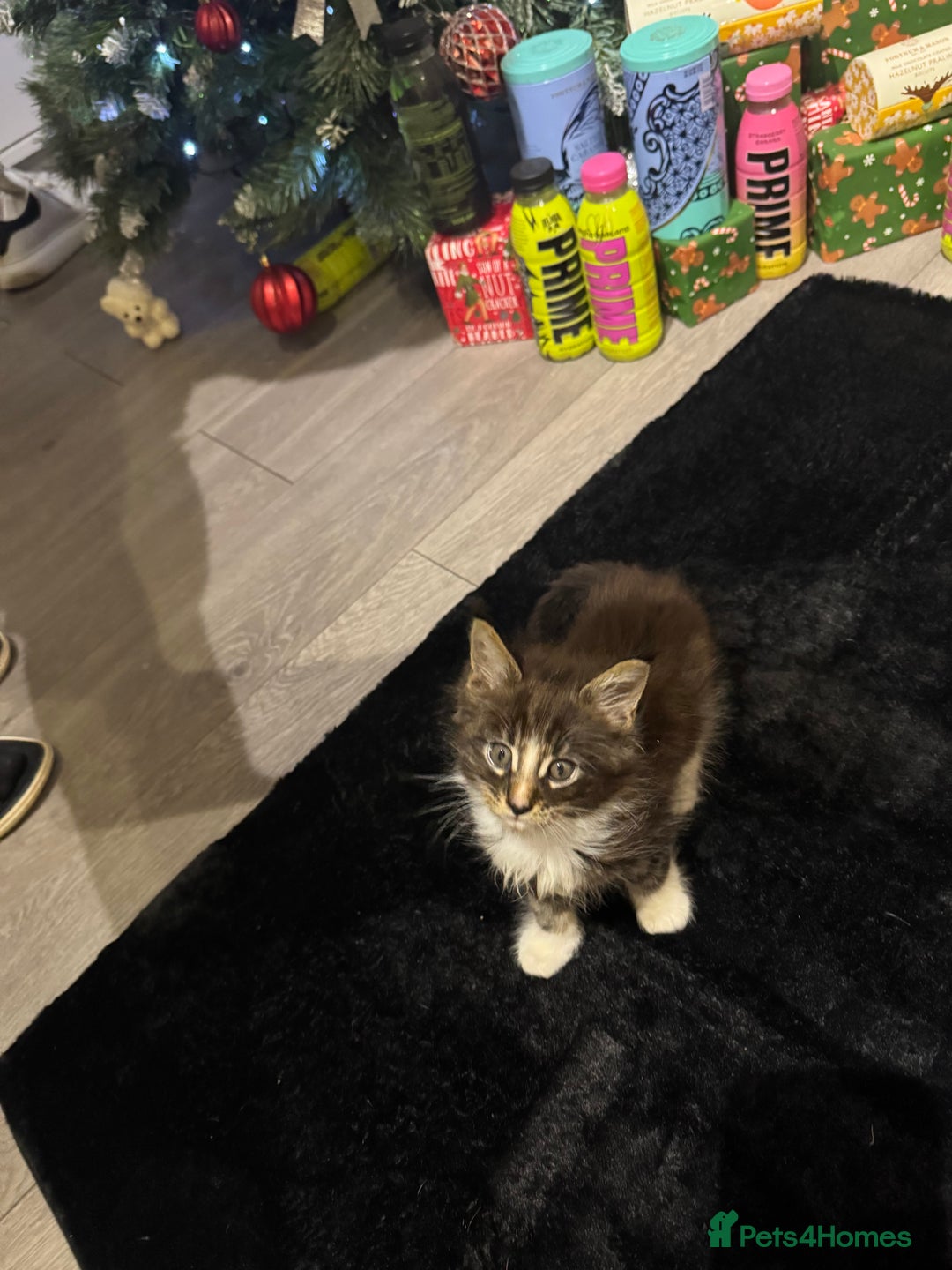 Maine Coon cats for sale: Full Maine Coon for sale - Advert 30