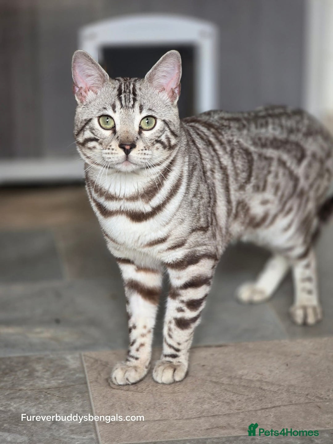 Bengal cats for sale: Sterling Silver Sepia Male Bengal  - Advert 4