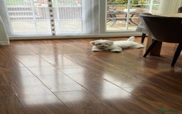 Maltese dogs for sale: Puppy - Image 14