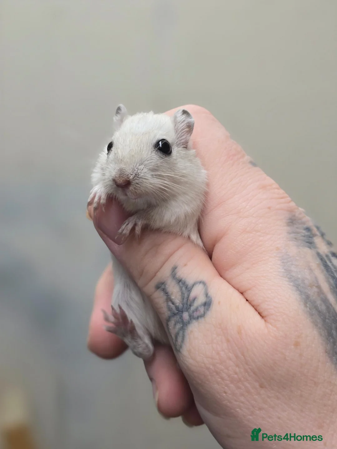 Gerbil rodents for sale: Baby/young male & female gerbils available  - Advert 2
