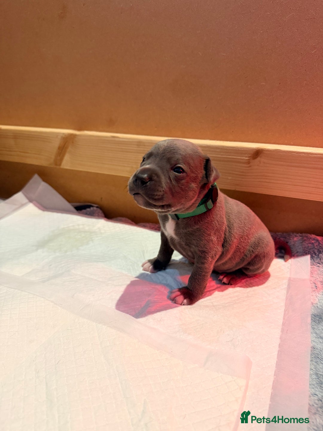 Staffordshire Bull Terrier dogs for sale: 💙Blue x Rare Fawn Staffordshire Bull Terrier Pups - Advert 33