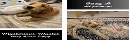 Australian Labradoodle dogs for sale: Multigen Aus Labradoodle Puppies Born 16 October - Advert 6