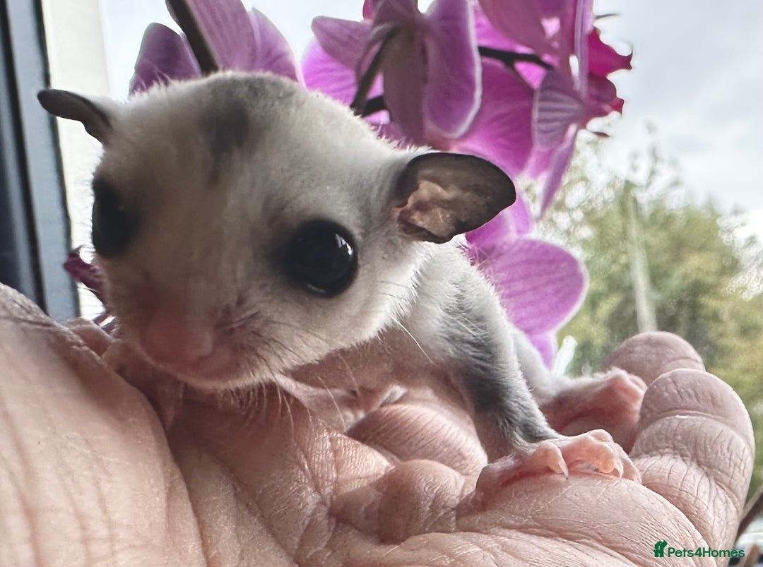 Sugar Glider rodents for sale: Stunning platinum sugar gliders - Image 4