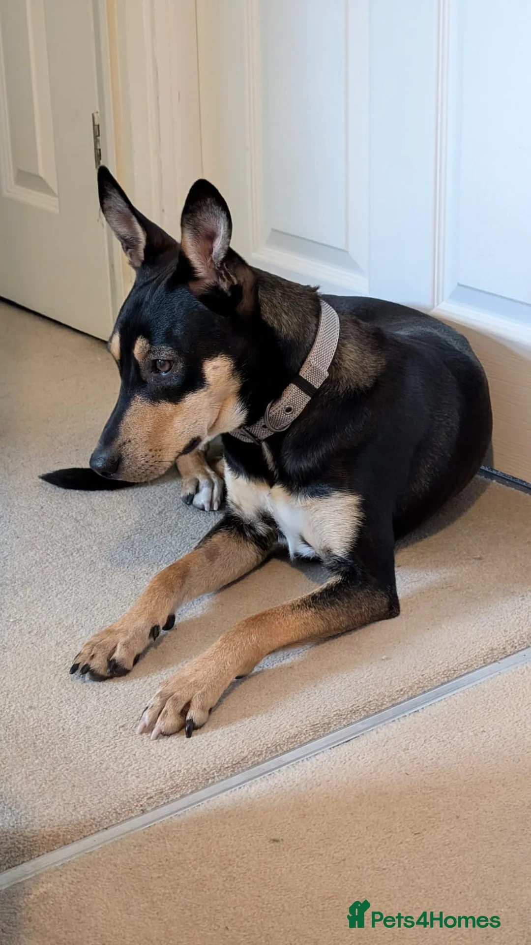 Mixed Breed dogs for adoption: Oreo - very sweet lad - Advert 12