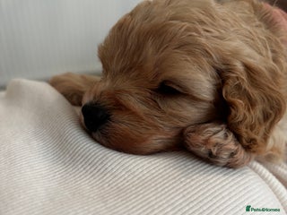 Cavapoo dogs Beautiful F1B Cavapoo puppies - only one remaining - Advert 13