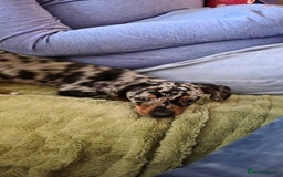 Dachshund dogs for sale: Lovely girl to go to a good home  - Image 3