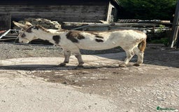 Donkey livestock for sale: Jenny donkey  - Image 1
