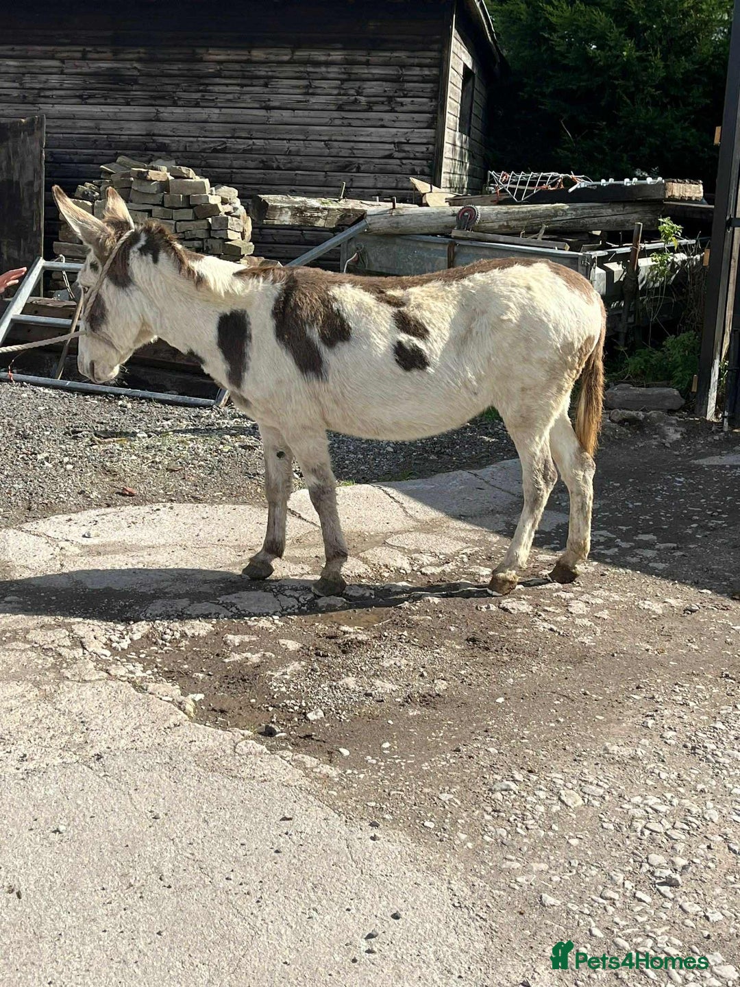 Donkey livestock for sale: Jenny donkey  - Image 1